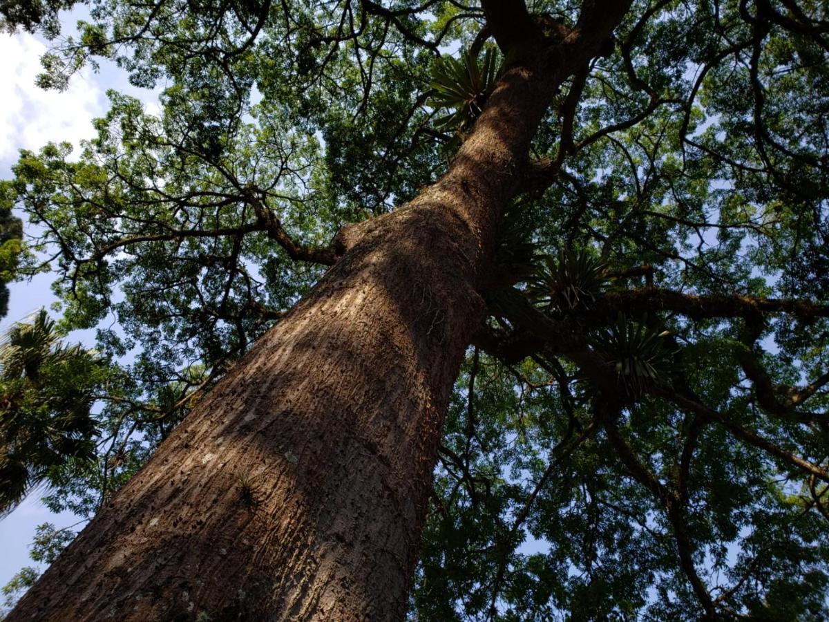 Casa Fazenda Inglesa - Anexo Villa Petrópolis Eksteriør billede
